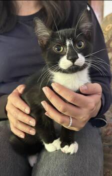 Mikey Napa -  Tuxedo Cat for Adoption in Napa, California - Mikey Napa | PetCurious