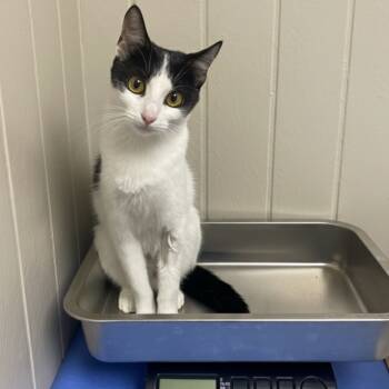 Rescue Domestic Short Hair Cats for Adoption in Tuscaloosa, Alabama - Angelica | PetCurious