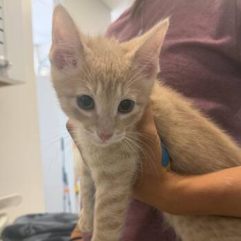 Pyrantel (26-2Y-2) -  Domestic Short Hair Cat for Adoption in Rifle, Colorado - Pyrantel (26-2Y-2) | PetCurious