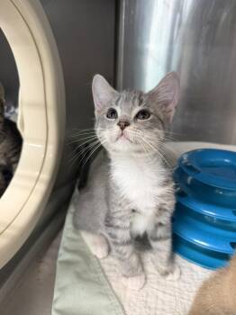 Spare Change -  Domestic Short Hair Cat for Adoption in Emerald Isle, North Carolina - Spare Change | PetCurious