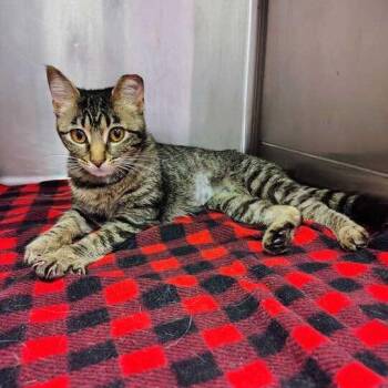 Sneakernight -  Domestic Short Hair Cat for Adoption in Davenport, Iowa - Sneakernight | PetCurious