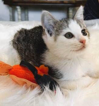 Demi Moore -  British Shorthair Cat for Adoption in Mooresville, North Carolina - Demi Moore | PetCurious