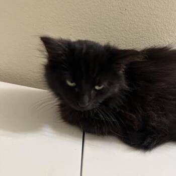 Domestic Long Hair Cats Available for Adoption - Joey | PetCurious