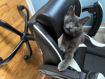 Rescue Domestic Short Hair Cats for Adoption in Levittown, New York - Lucy Smiles | PetCurious