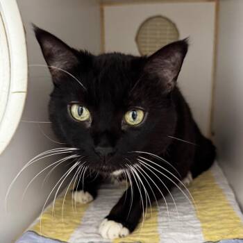 Domestic Short Hair Cats Available for Adoption - Gia Normous | PetCurious