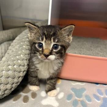 Tow Mater -  Domestic Short Hair Cat for Adoption in Oxford, Mississippi - Tow Mater | PetCurious