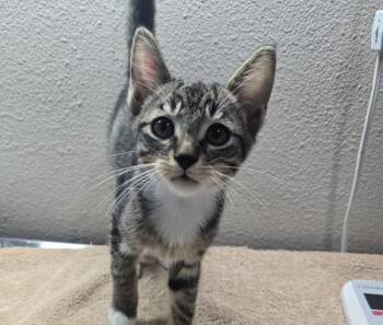 Fabien -  Domestic Short Hair Cat for Adoption in Sherwood, Oregon - Fabien | PetCurious