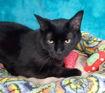 Domestic Short Hair Cats Available for Adoption in Greenville, Illinois - Glory | PetCurious