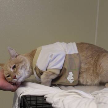 Milo -  Domestic Short Hair Cat Available for Adoption in Yucca Valley, California - Milo | PetCurious