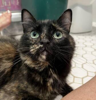 Baby Bushytail (Reduced adoption fee) -  Domestic Medium Hair Cat for Adoption in Melrose, Massachusetts - Baby Bushytail (Reduced Adoption Fee) | PetCurious