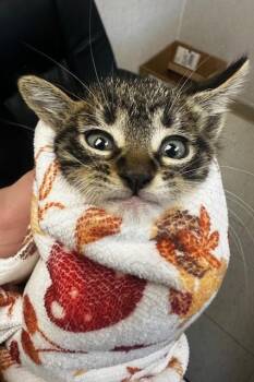 Domestic Short Hair Cats Available for Adoption - DRAINO SEWERTON | PetCurious