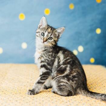 Rescue Domestic Short Hair Cats for Adoption in Saint Paul, Minnesota - Rumbles | PetCurious