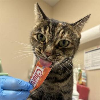My Llorona -  Domestic Short Hair Cat for Adoption in Tempe, Arizona - My Llorona | PetCurious