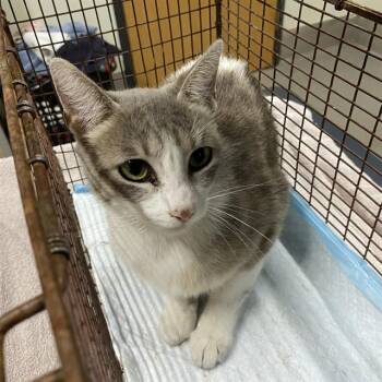 A611127 -  Domestic Short Hair Cat for Adoption in Modesto, California - A611127 | PetCurious