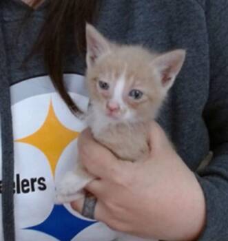 DIPPER -  Domestic Short Hair Cat for Adoption in Salinas, California - DIPPER | PetCurious
