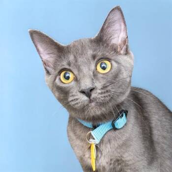 SLOAN -  Domestic Short Hair Cat for Adoption in St. Louis, Missouri - SLOAN | PetCurious