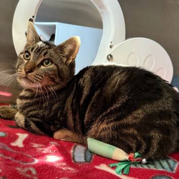 Rescue Domestic Short Hair Cats for Adoption in Cedaredge, Colorado - Donny | PetCurious