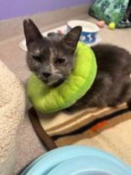 Rescue Domestic Short Hair Cats for Adoption in Manitowoc, Wisconsin - Mona | PetCurious