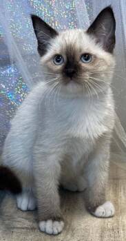 Pumpkin Spice -  Siamese and Domestic Short Hair Cat for Adoption in Shreveport, Louisiana - Pumpkin Spice | PetCurious