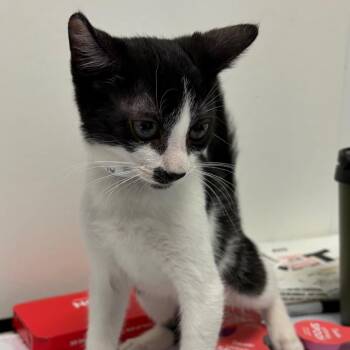 Waylan -  Domestic Short Hair Cat for Adoption in Nashville, Tennessee - Waylan | PetCurious