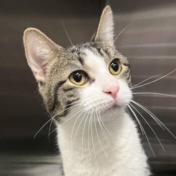 TRIXX -  Domestic Short Hair Cat for Adoption in Oak Park, Illinois - TRIXX | PetCurious