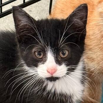 Trinket (in Stevensville, MD) -  Domestic Short Hair Cat Available for Adoption - Trinket (in Stevensville, MD) | PetCurious