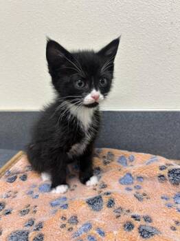 Olive -  Domestic Medium Hair Cat for Adoption in Kennewick, Washington - Olive | PetCurious