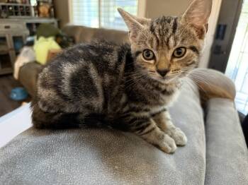 Rescue Domestic Short Hair and Tabby Cats for Adoption in Chattanooga, Tennessee - Tibby | PetCurious