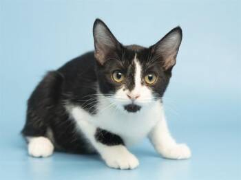 MARY KATE -  Domestic Short Hair Cat for Adoption in Phoenix, Arizona - MARY KATE | PetCurious