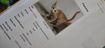 Fletcher -  Tabby Cat for Adoption in Evansville, Indiana - Fletcher | PetCurious