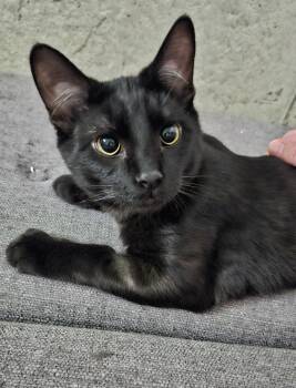 Karma -  Domestic Short Hair Cat for Adoption in Calgary, Alberta - Karma | PetCurious