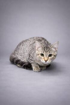 Domestic Short Hair Cats Available for Adoption - Catty | PetCurious