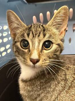 Pea Protein -  Domestic Short Hair Cat for Adoption in Pomona, New York - Pea Protein | PetCurious