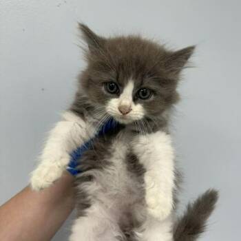 Zendaya -  Domestic Medium Hair Cat for Adoption in Indianapolis, Indiana - Zendaya | PetCurious