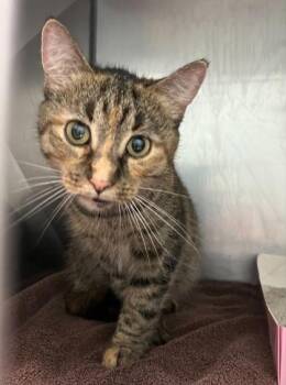 Addison Rhea -  Domestic Short Hair Cat for Adoption in Fishers, Indiana - Addison Rhea | PetCurious