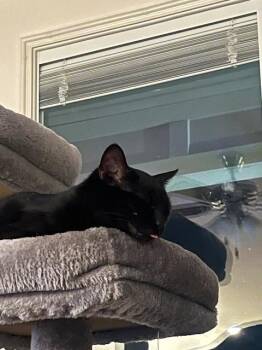 American Shorthair Cats Available for Adoption - Jax | PetCurious