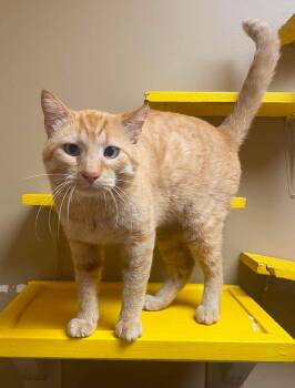 Skippy -  Domestic Short Hair Cat for Adoption in Maryville, Missouri - Skippy | PetCurious