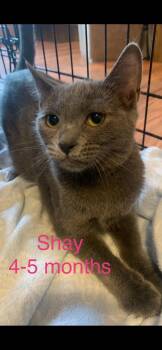 Rescue Domestic Short Hair Cats for Adoption - Shae | PetCurious