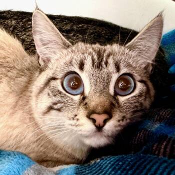 Siamese Cats Available for Adoption - Ricotta (Bonded With Brie) | PetCurious