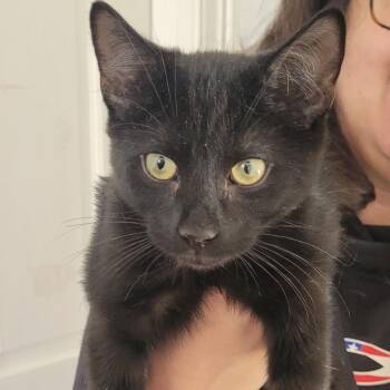Domestic Short Hair Cats Available for Adoption - Hercules | PetCurious