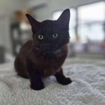 Baguette -  Domestic Medium Hair Cat for Adoption in Chapel Hill, North Carolina - Baguette | PetCurious