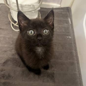 Raelynn (Fka Starlite) -  Domestic Short Hair Cat for Adoption in Cumming, Georgia - Raelynn (Fka Starlite) | PetCurious