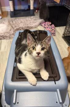 Rescue Domestic Short Hair Cats for Adoption in Freeport, New York - Avocado | PetCurious