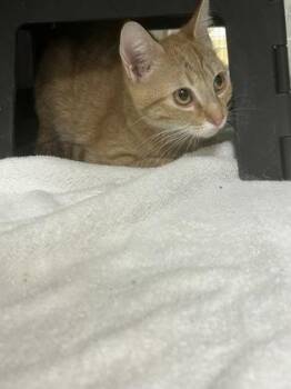 Krakatoa -  Domestic Short Hair Cat for Adoption in Wichita, Kansas - Krakatoa | PetCurious