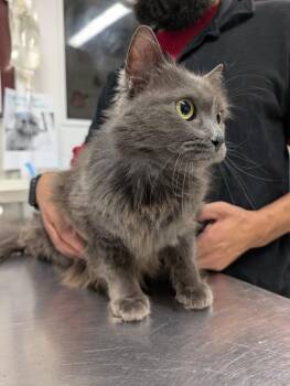 Svetlana -  Nebelung Cat for Adoption in Fall River, Massachusetts - Svetlana | PetCurious