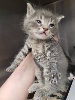 Dewey Riley -  Domestic Short Hair Cat for Adoption in Angola, Indiana - Dewey Riley | PetCurious