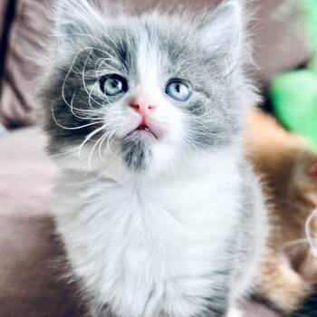 Domestic Long Hair Cats Available for Adoption in Brownsboro, Alabama - Hyacinth | PetCurious