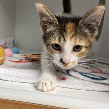 Rose -  Domestic Short Hair Cat for Adoption in Uniontown, Pennsylvania - Rose | PetCurious