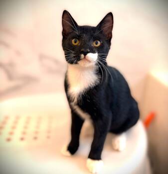 Lentil -  Tuxedo Cat for Adoption in Fort Myers, Florida - Lentil | PetCurious