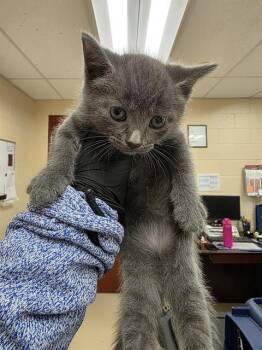 Domestic Short Hair Cats Available for Adoption in Aliquippa, Pennsylvania - PRAWN | PetCurious